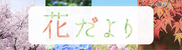 花だより