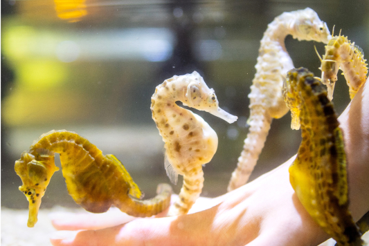 零距离水族馆 伊势海洋乐园