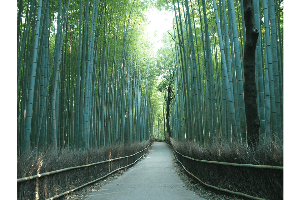 ©Kyoto Media Support Center