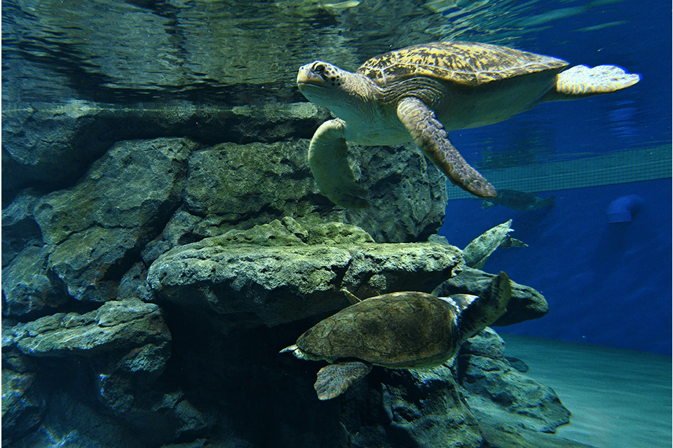 ©Port of Nagoya Public Aquarium
