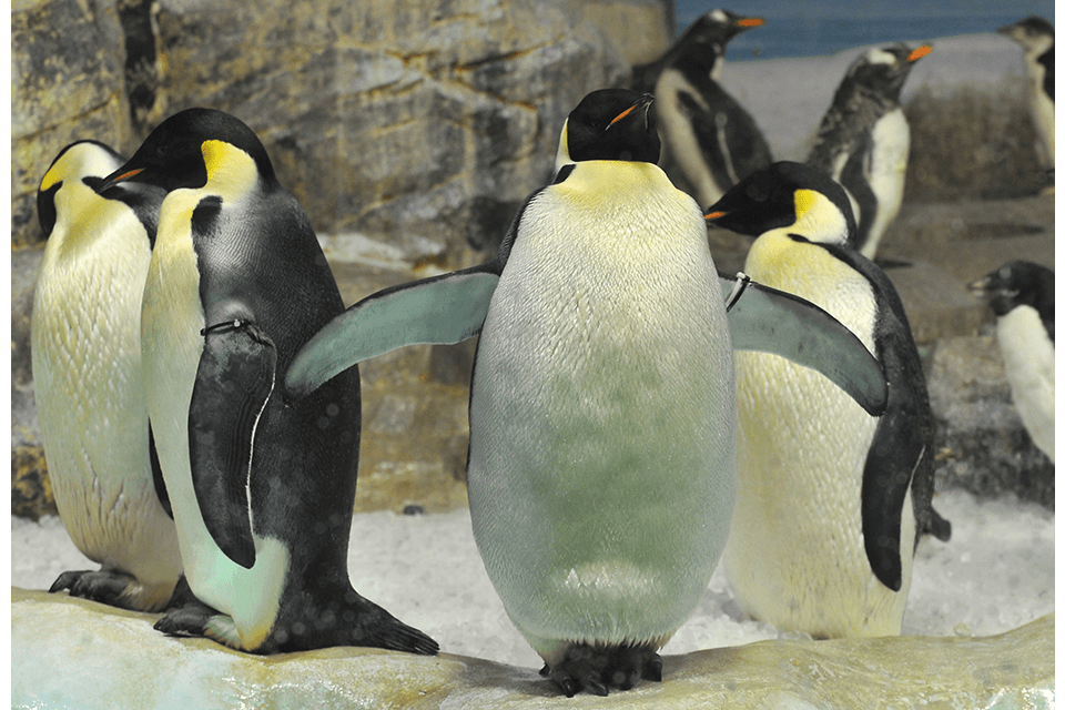 ©Port of Nagoya Public Aquarium