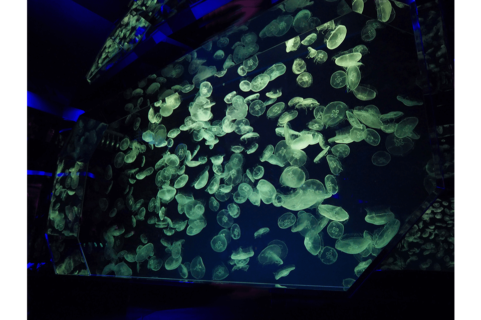 ©Port of Nagoya Public Aquarium