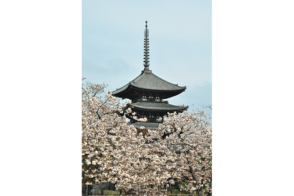 Photo by Nara City Tourism Association