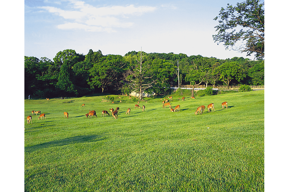 Photo by Nara City Tourism Association