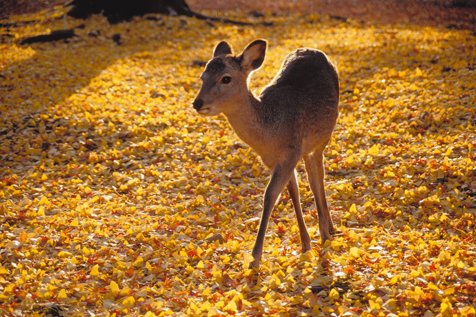 Photo by Nara City Tourism Association