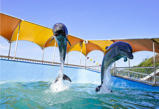 生き物にふれあう、海好き堪能コース