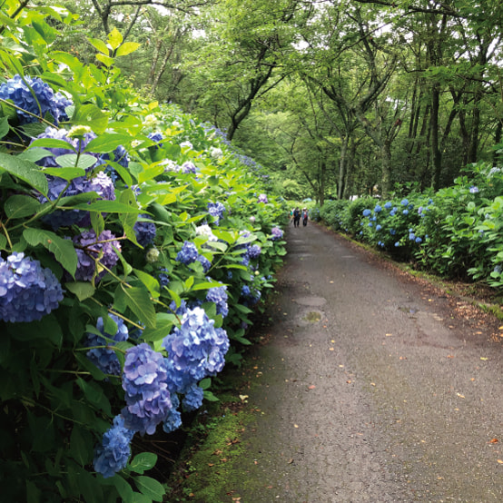 府民の森 ぬかた園地の写真