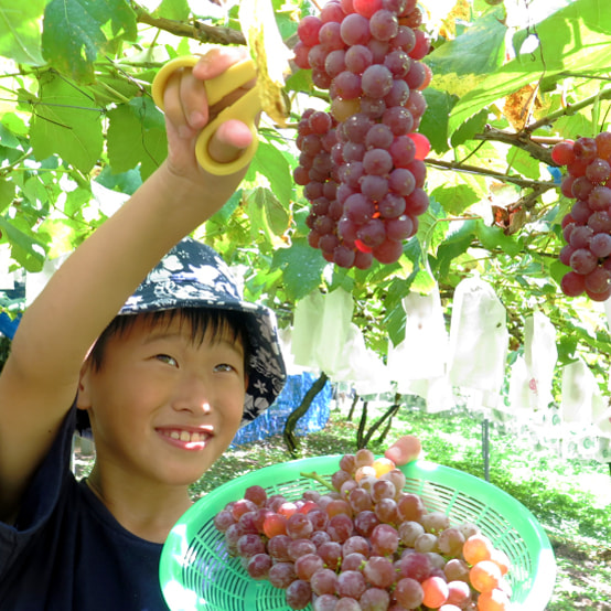 青蓮寺湖の写真
