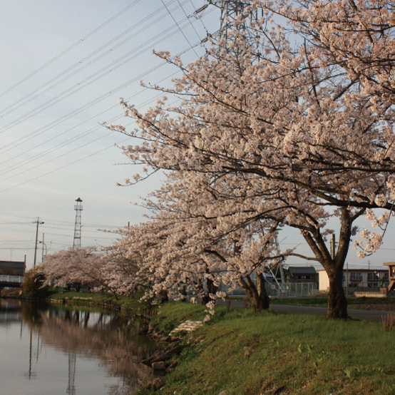 文学散歩道の写真