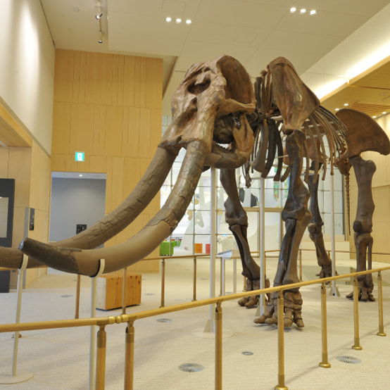 三重県総合博物館の写真