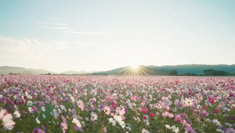 橿原エリアの写真