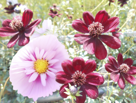 珍しいコスモスがいっぱい