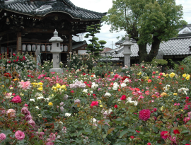 バラまつり