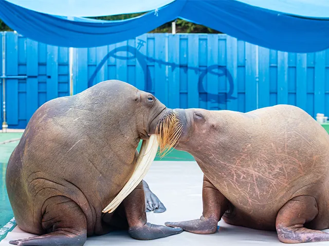 ２頭のセイウチの写真