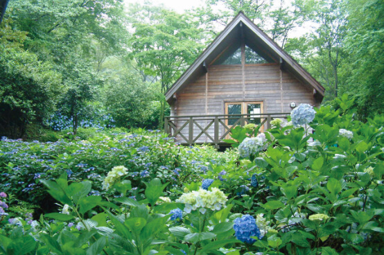 大阪府民の森 ぬかた園地 あじさい園