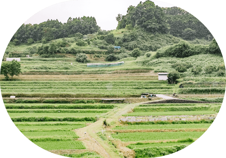 稲渕の棚田