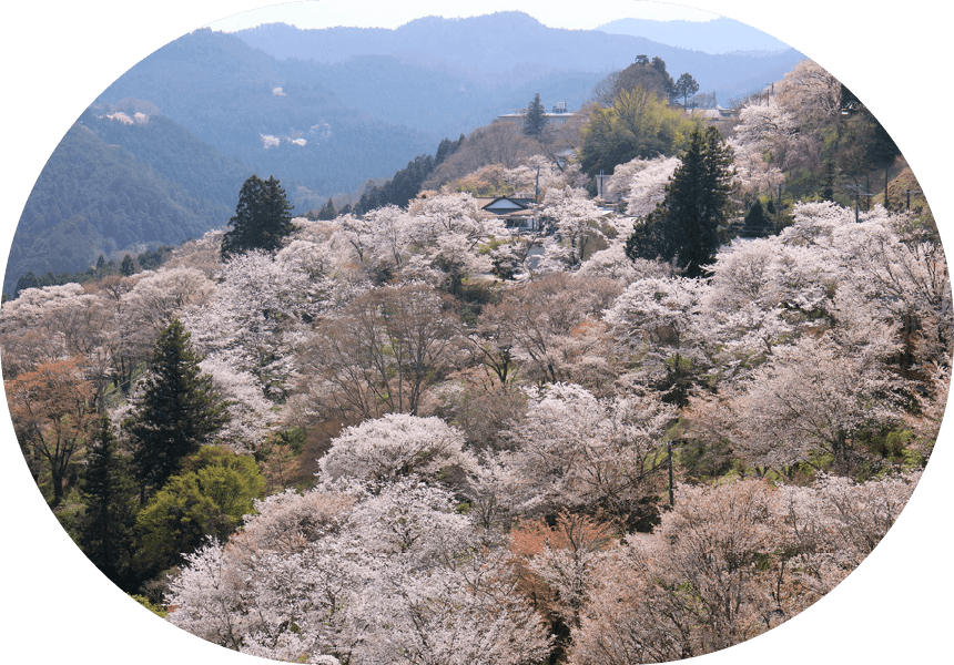 吉野山の桜